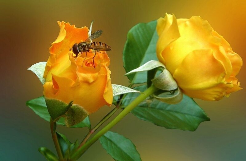 Bee on Yellow Rose — Serene