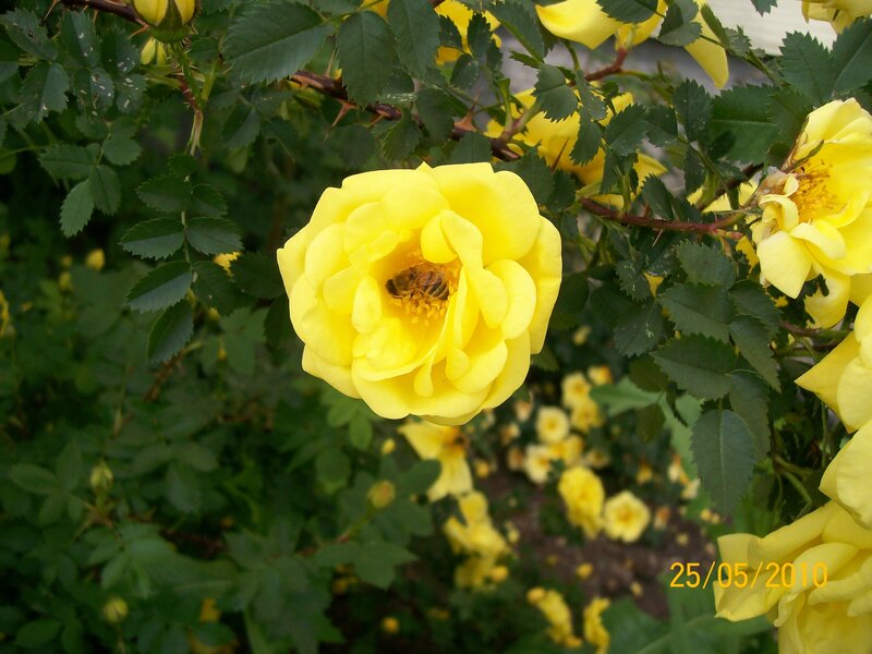 bee on yellow rose