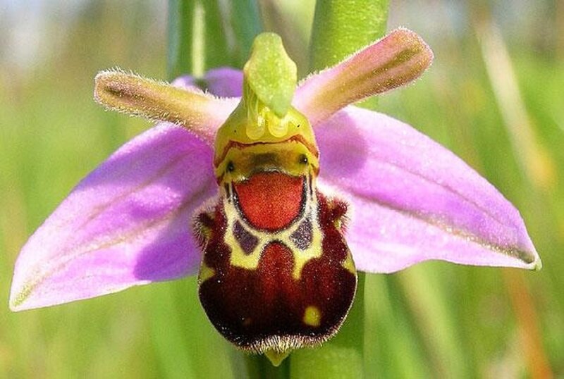 Bee Orchid Flower
