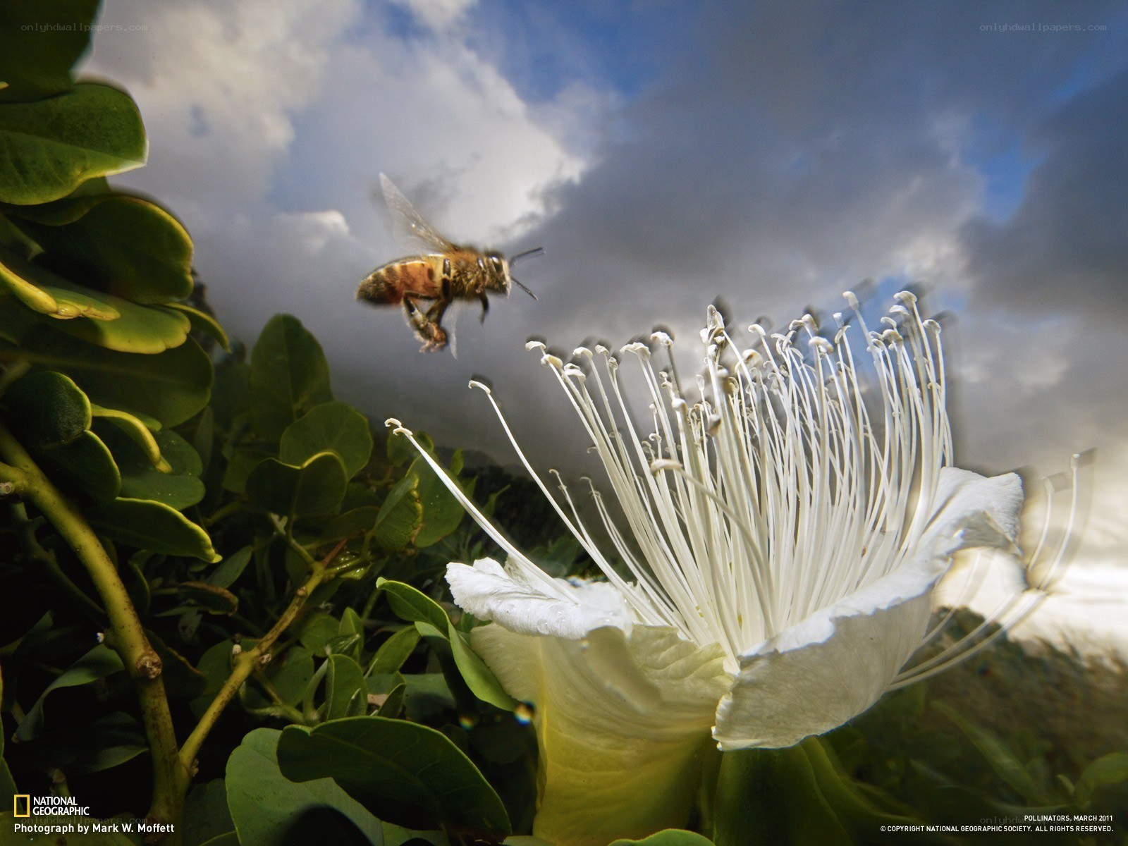 Bee pollinating a white flower