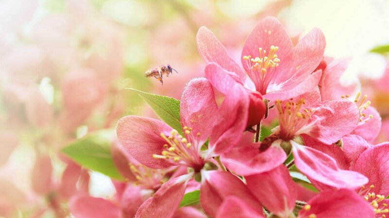 bee pollinating pink flowers