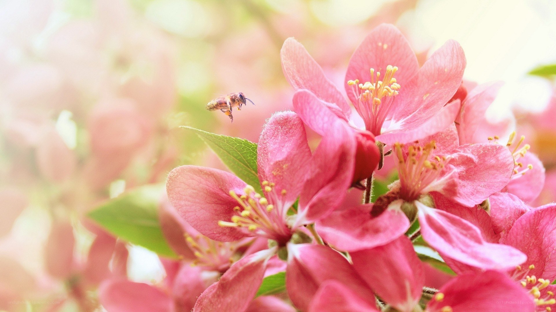 bee pollinating pink flowers