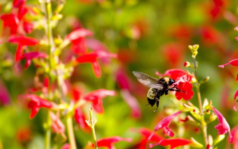 bee pollinating red flowers