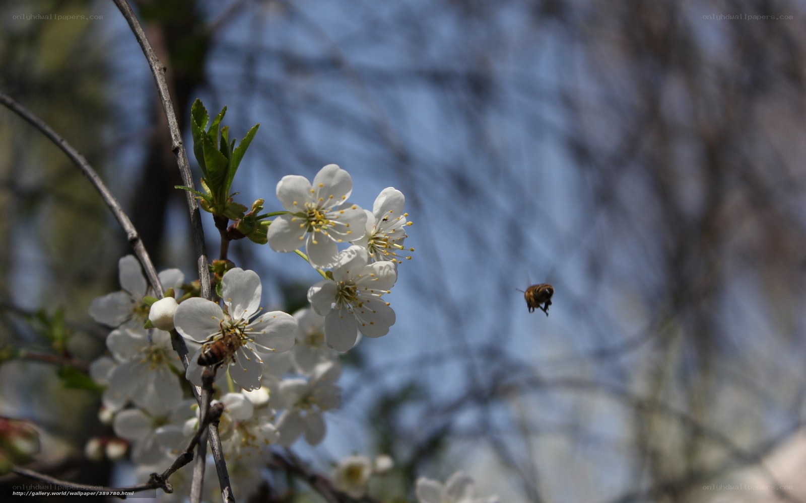 Bee pollinating white blossoms