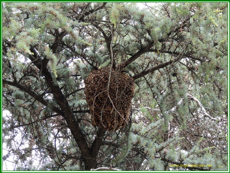 Bee Swarm in Tree