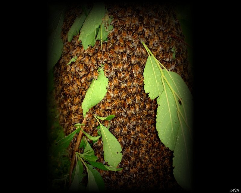 bee swarm on tree branch