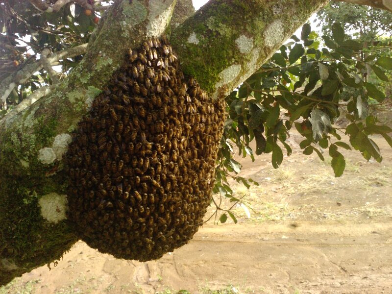 Bee Swarm on Tree