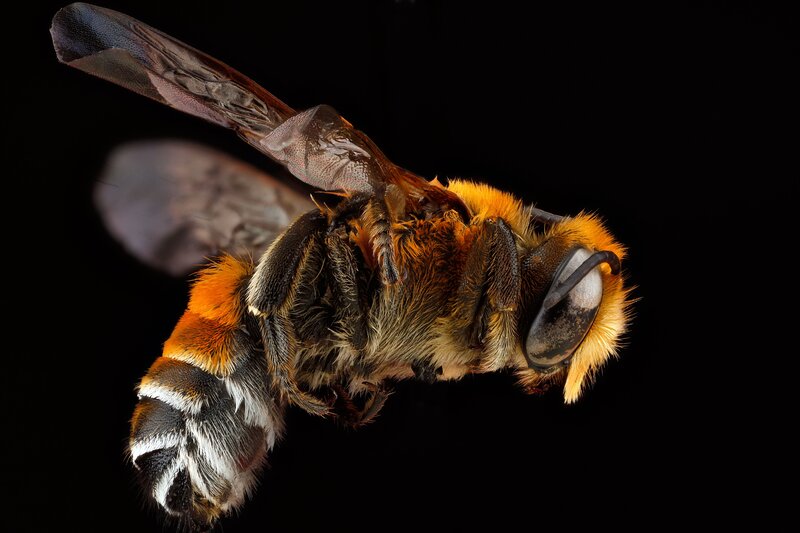 Bee with Orange and Black Fur — Dramatic