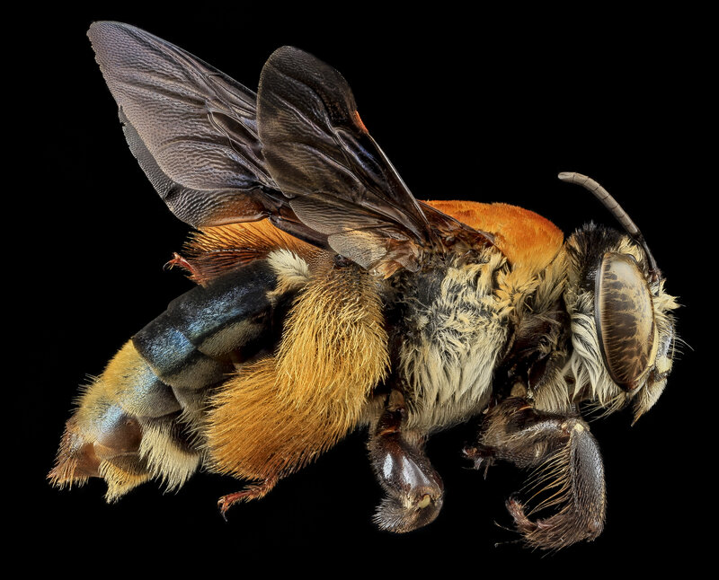Bee with Orange and Black Fur