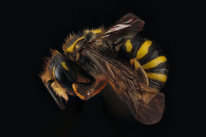Bee with Yellow Stripes