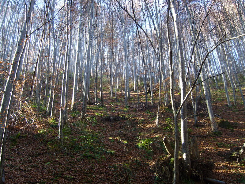 Beech Forest — Brown