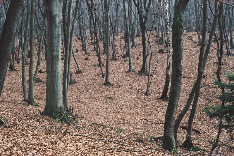 Beech Forest Floor — Brown