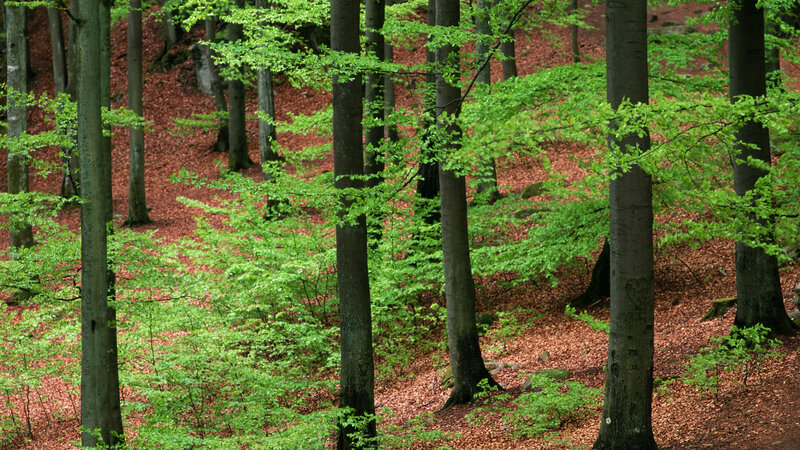 Beech Forest Floor — Green, Serene