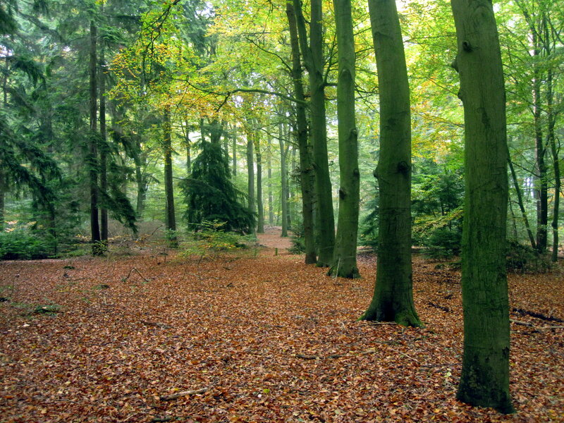 Beech Forest Floor — Green