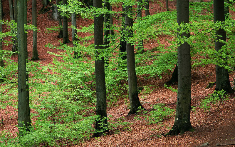 Beech Forest Floor