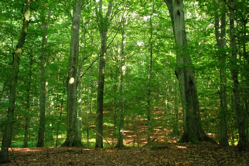 Beech Forest — Green, Serene, Afternoon