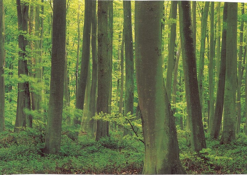 Beech Forest — Green, Serene, Spring