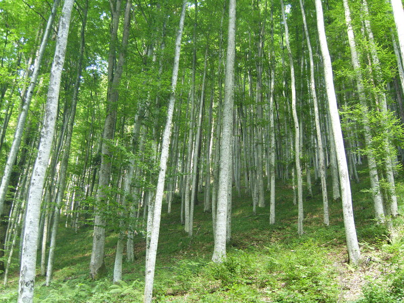 Beech Forest — Green, Serene