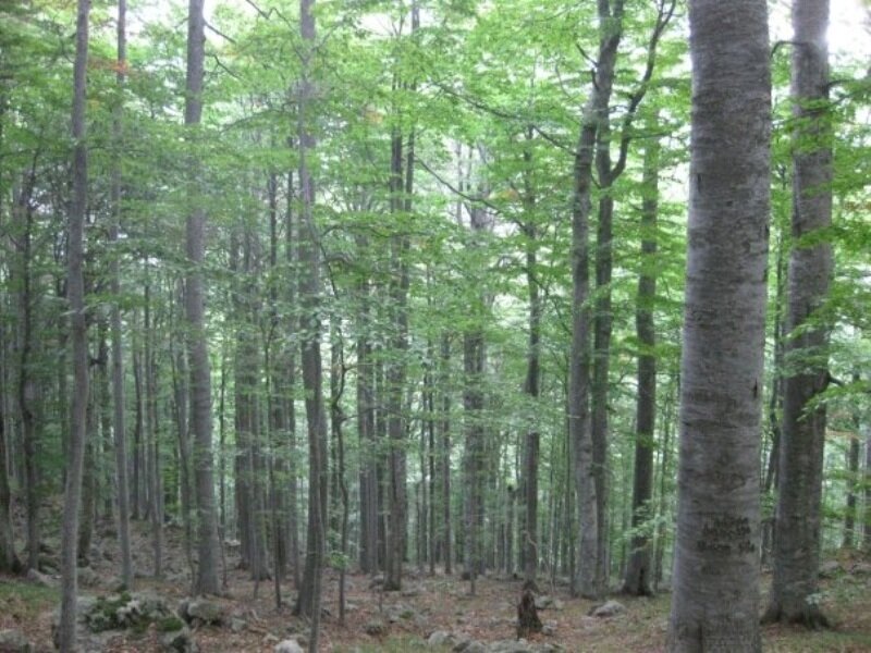 Beech Forest — Green