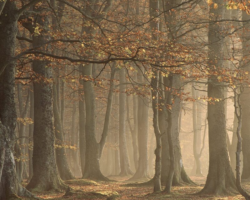 Beech Forest in Autumn — Brown, Serene, Photograph