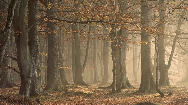 Beech Forest in Autumn — Brown, Serene, Photograph, Trees, Fallen Leaves, Fog, Orange