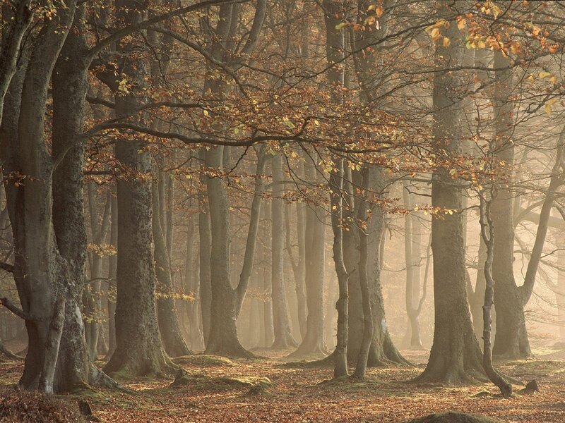 Beech Forest in Autumn — Brown, Serene, Photograph, Trees