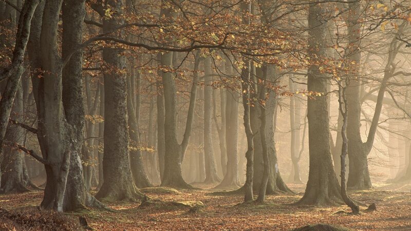 Beech Forest in Autumn — Brown, Serene