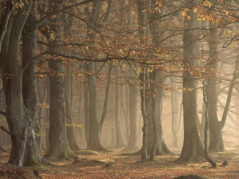 Beech Forest in Autumn — Brown