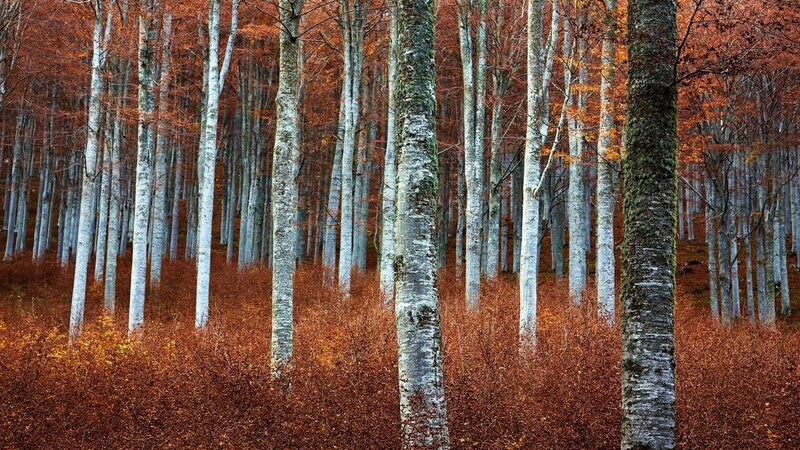 Beech Forest in Autumn — Orange, Serene