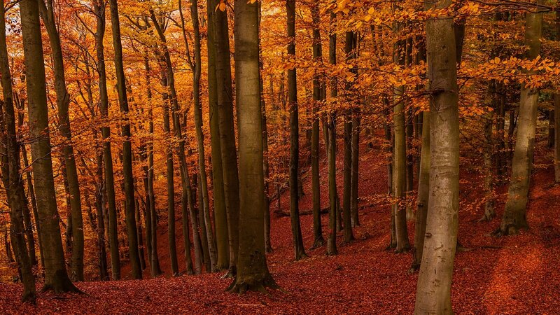 Beech Forest in Autumn — Orange