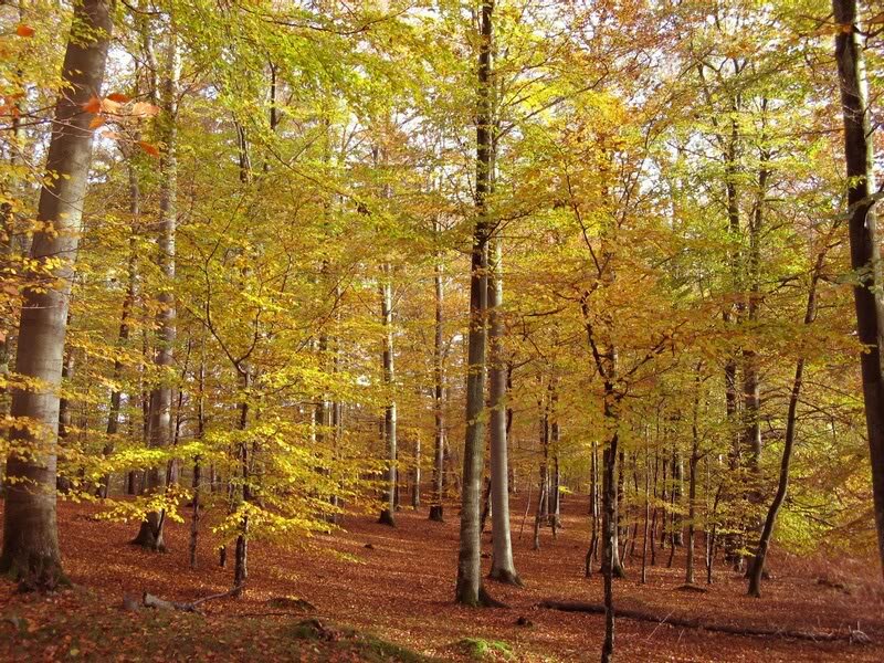 Beech Forest in Autumn