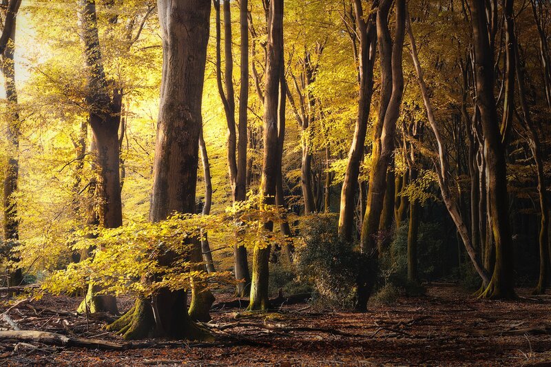 Beech Forest in Autumn — Yellow