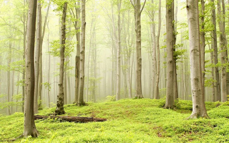 Beech Forest in Fog — Green