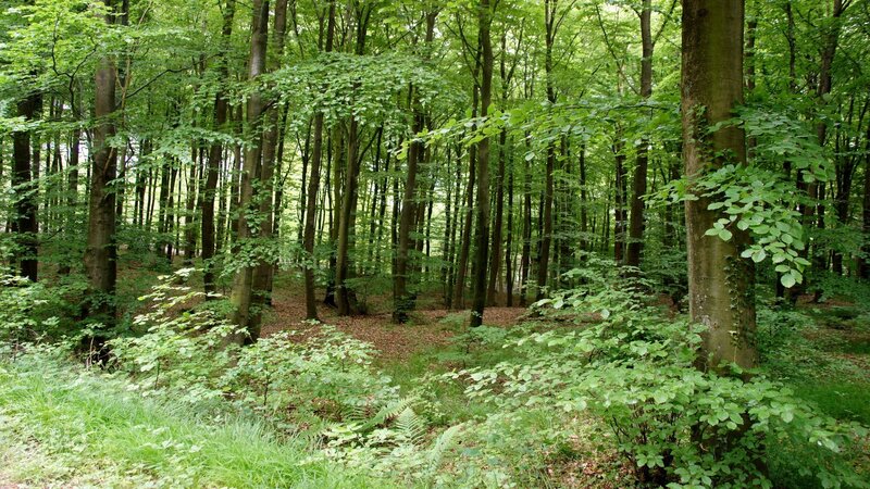 Beech Forest Interior — Green, Serene, Afternoon