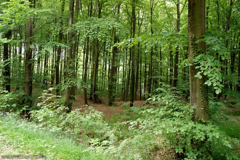 Beech Forest Interior — Green