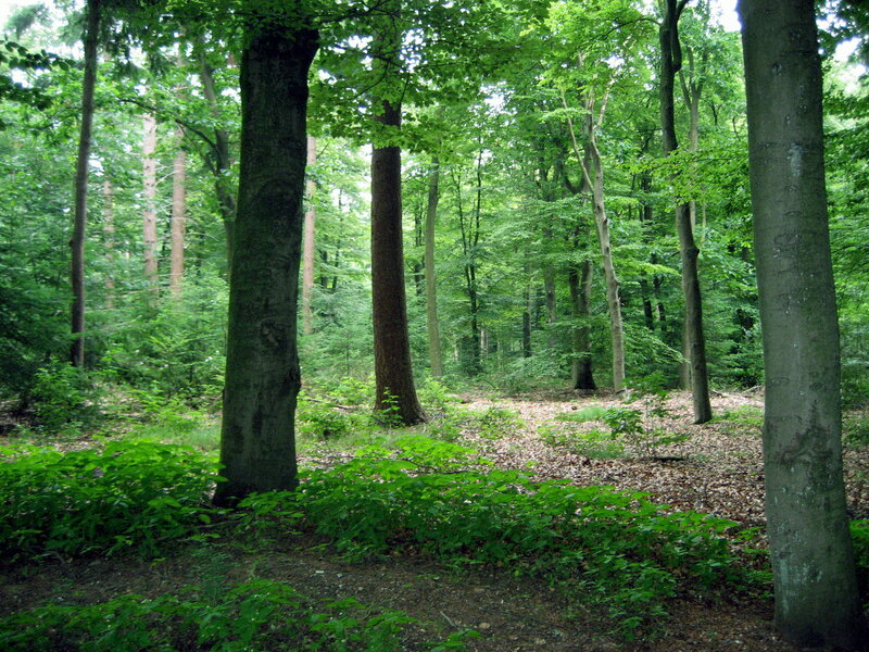 Beech Forest Interior