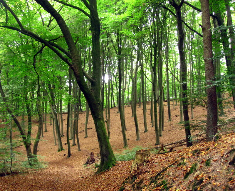 Beech Forest on Hillside
