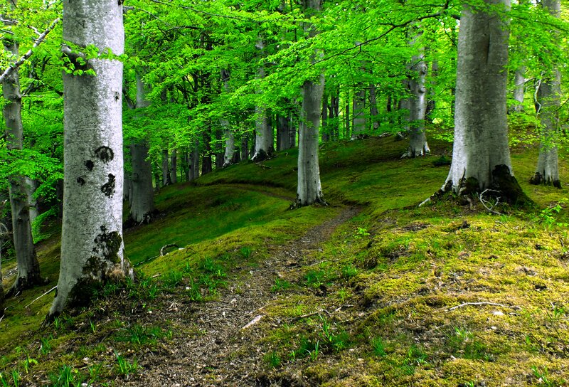 Beech Forest Path
