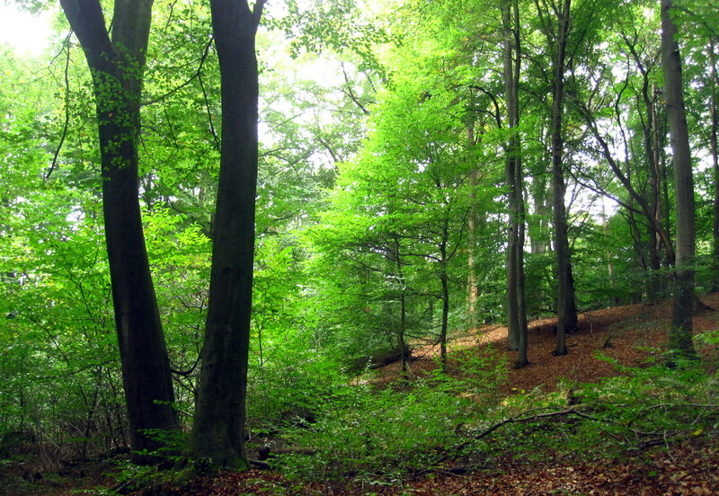 Beech Forest Scene