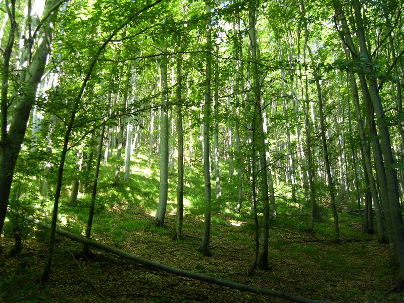 Beech Forest
