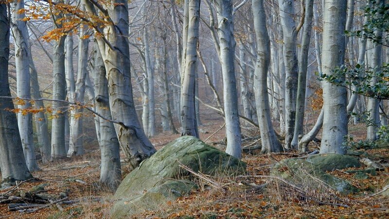 Beech Forest with Rocks
