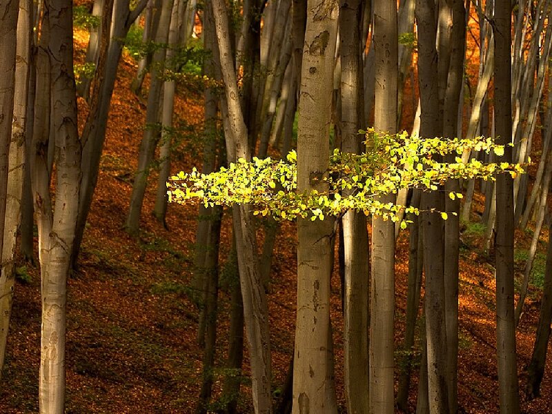 Beech Tree Branch