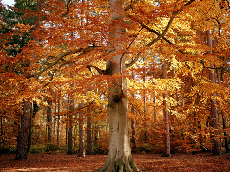 Beech Tree in Autumn