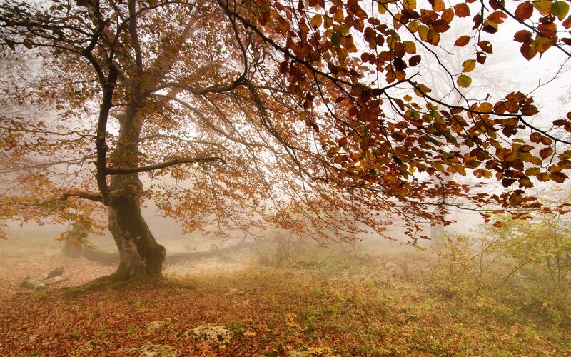 Beech Tree in Fog — Brown