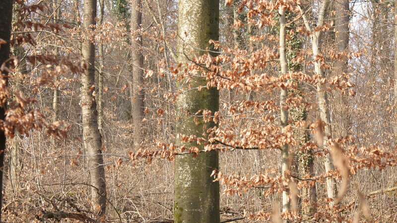 Beech Tree in Forest