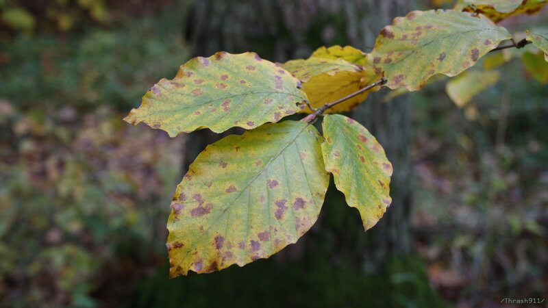 Beech Tree Leaves