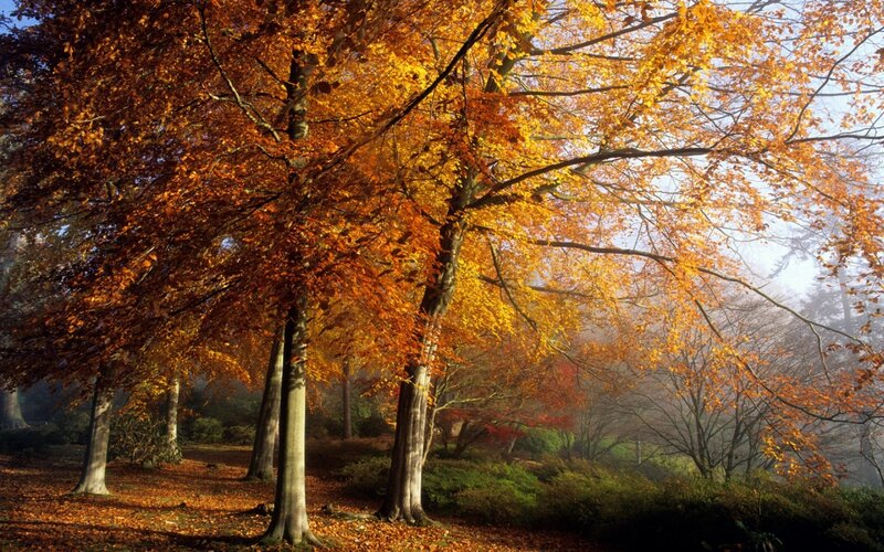 Beech Trees in Autumn — Orange