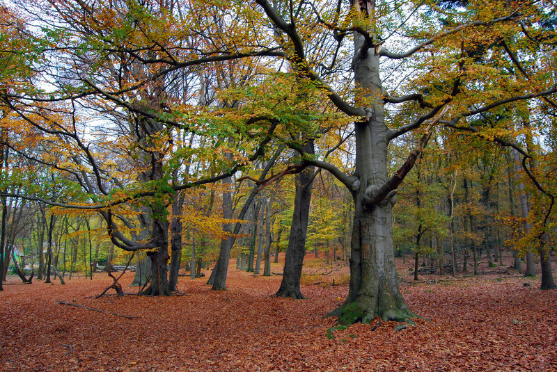 Beech Trees in Autumn