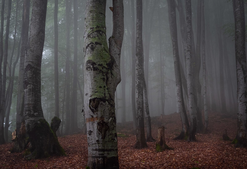 Beech Trees in Fog — Gray