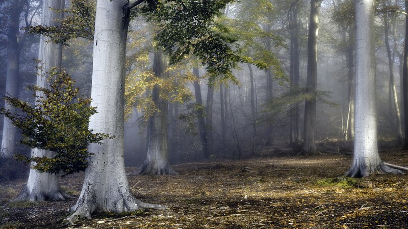 Beech Trees in Fog — Green